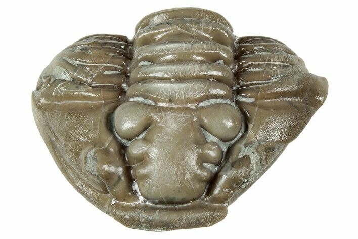 Wide Enrolled Flexicalymene Trilobite - Mt Orab, Ohio #358078